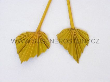 palm%20spear%20mini%20yellow