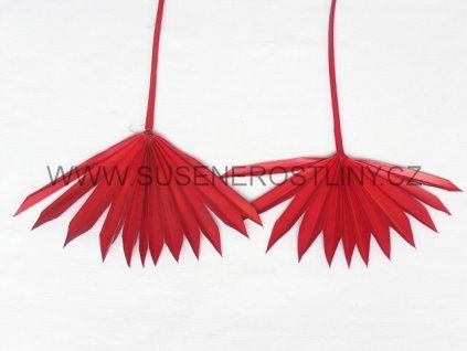 palm%20sun%20spearmini%20red