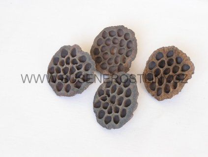 lotus%20large
