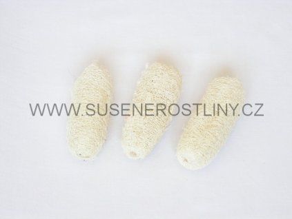luffa%20white