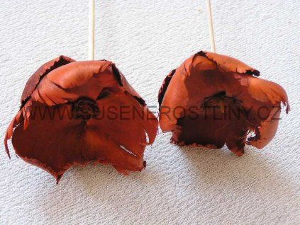 palm%20cap%20orange%20na%20stopce