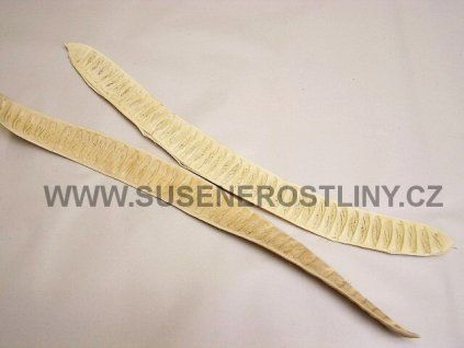 step%20fruit%20white