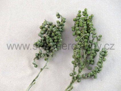 canella%20special%20ww%20green