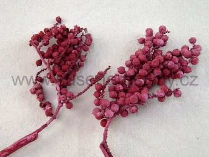 canella%20special%20ww%20red