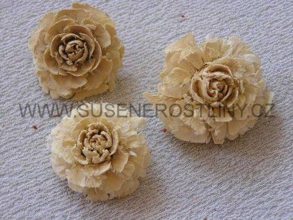 cedar%20rose%20white