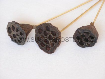 lotus%20medium%20on%20stem