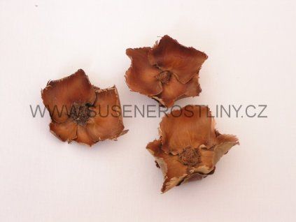 palm%20cap%20natur
