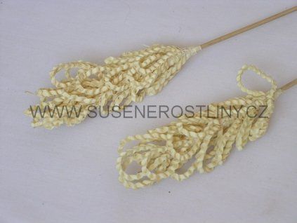 palm%20possy%20white%20on%20stem