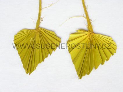 palm%20spear%20yellow