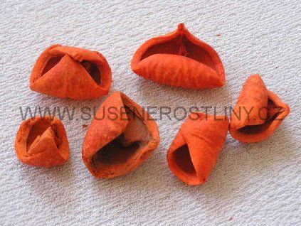 red%20petals%20orange