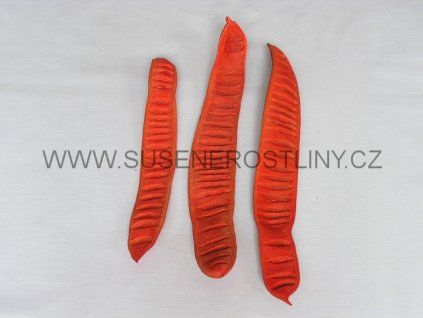 step%20fruit%20orange