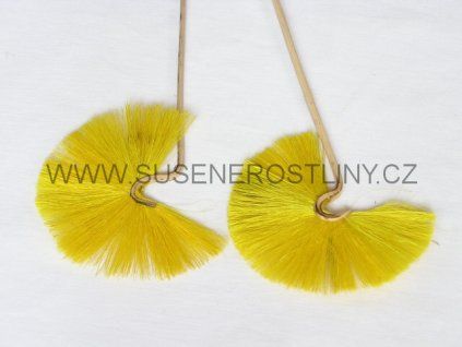 cane%20mayur%20on%20steamyellow