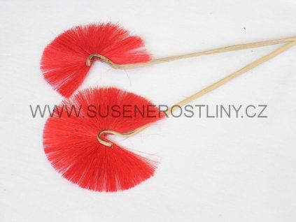 cane%20mayur%20red%20on%20stem