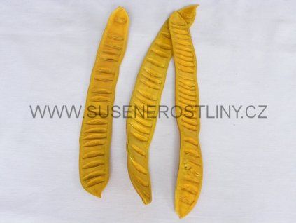 step%20fruit%20yellow