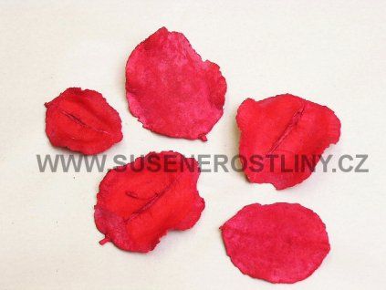 jacaranda%20c%CC%8Cervena%CC%81 2