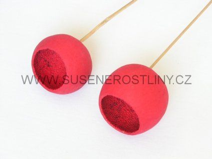 bell%20cup%20red%20on%20stem