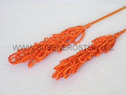 palm%20possy%20orange%20on%20stem