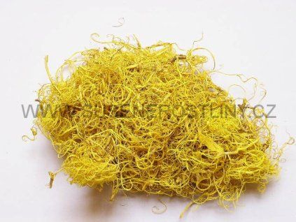 curly%20moos%20yellow