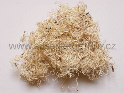 curly%20moos%20white