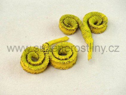 palm%20ring%20yellow