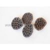 lotus%20large