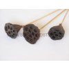 lotus%20medium%20on%20stem