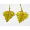 palm%20spear%20yellow