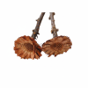 image cache (2)