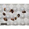 Šváb Argentinský 2 - 3cm