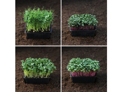 Kvarteto Microgreens