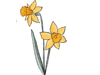 narcis