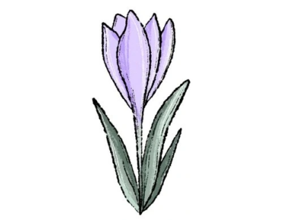 tulipan