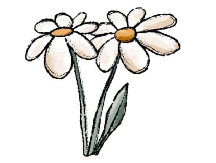 kopretina