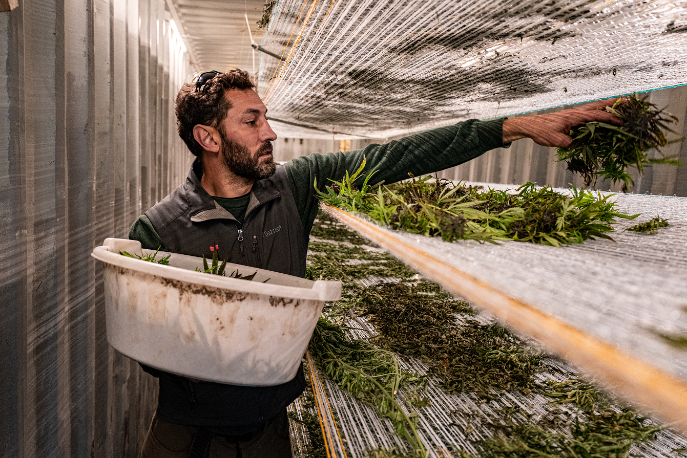 Magazín konopí - Sklizeň u Svatého Sedláčka