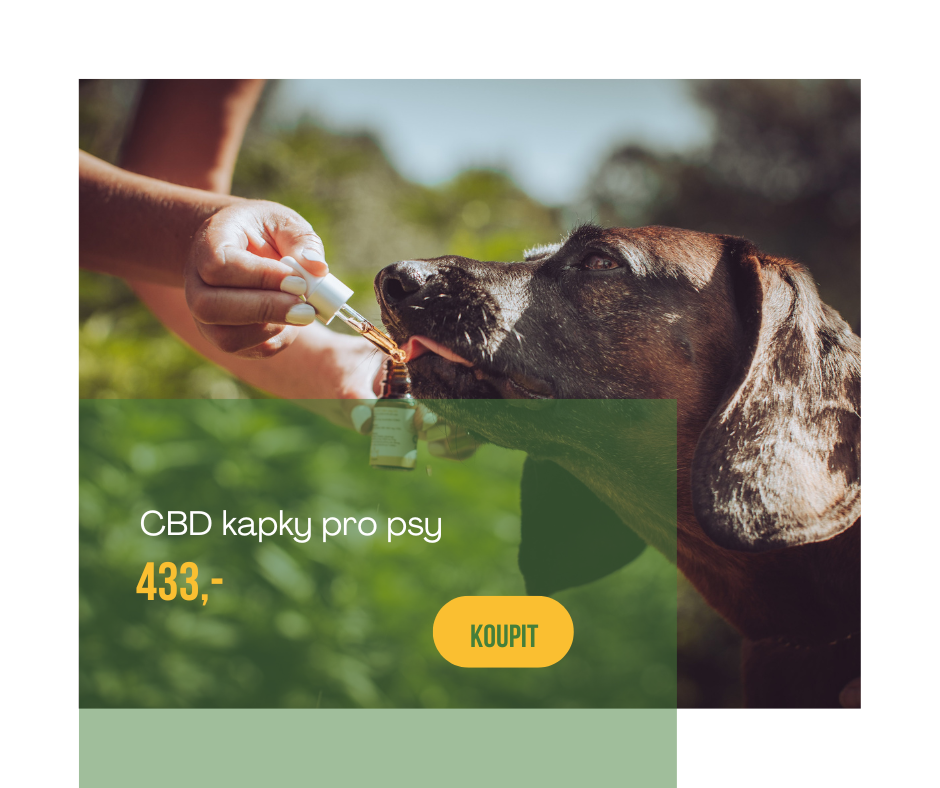 CBD_kapky_pro_psy_clanek