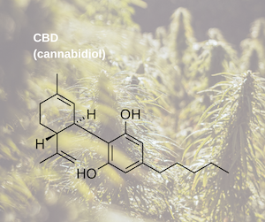 CBD_vzorec_konopí