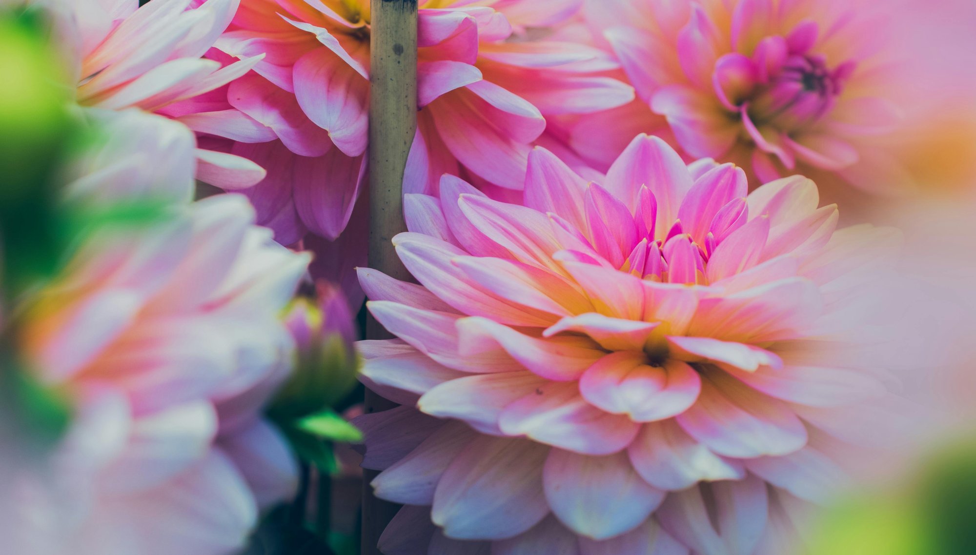 Sezónní květiny – co kvete kdy a jak to máme v zimě.