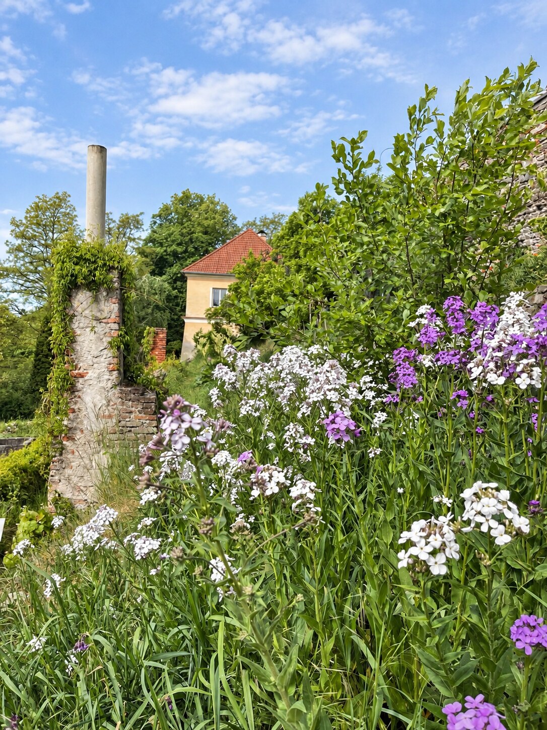 Květiny rostoucí na farmě Svazenka