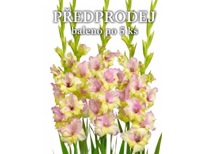 Gladiola Mon amour