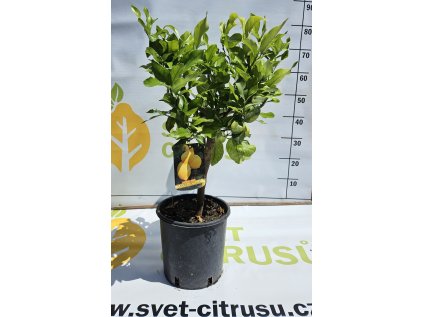 Cappuccio - Citron 2