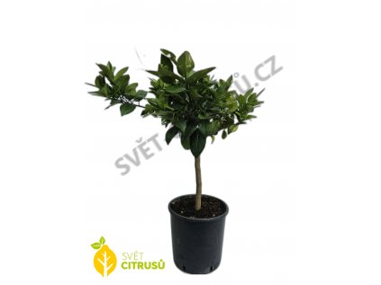 Prodej Rostlin Citrusu () Prodej Rostlin Citrusu