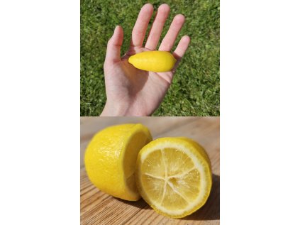 limequat plody
