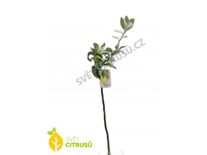 variegato folie + logo