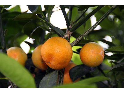 Kalamondin (Calamondin)