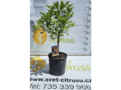 Prodej Citrusu () Prodej Citrusu