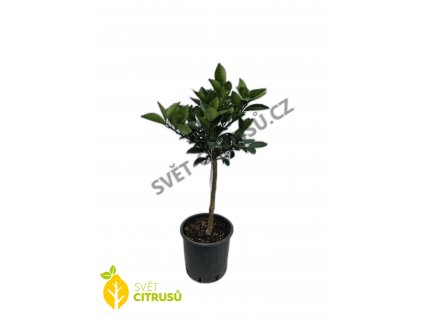 valencia květináč + logo