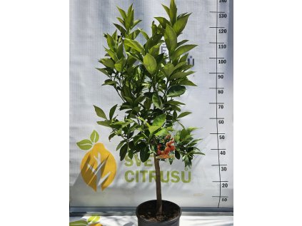 Navelina Citrus sinensis