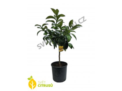 Prodej Citrusu () Prodej Citrusu