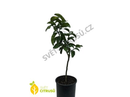 mela rosa kvěináč + logo