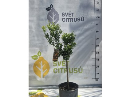 Chinotto - Zakrslý pomerančovník